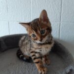 Rini Purebred Bengal Male Kitten