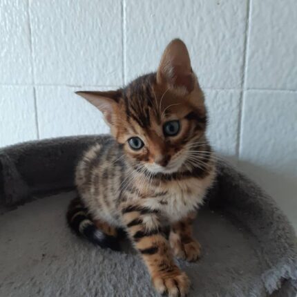 Rini Purebred Bengal Male Kitten