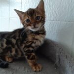 Rini Purebred Bengal Male Kitten