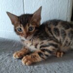 Rini Purebred Bengal Male Kitten