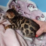 Rini Purebred Bengal Male Kitten