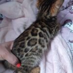 Rini Purebred Bengal Male Kitten