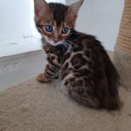Rini Purebred Bengal Male Kitten