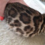 Rini Purebred Bengal Male Kitten