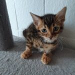 Rini Purebred Bengal Male Kitten