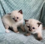 playful Scottish Fold kitten