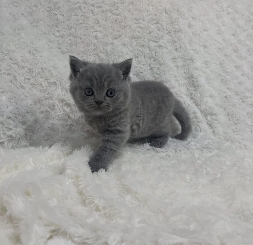 Blossom Scottish Fold Shorthair