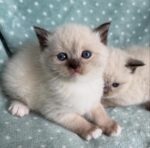 playful Scottish Fold kitten