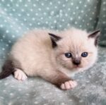 playful Scottish Fold kitten