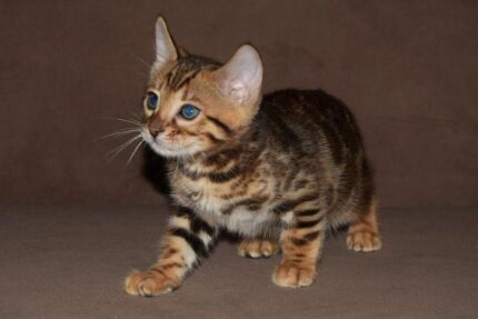 Saffron purebred Bengal Female kitten