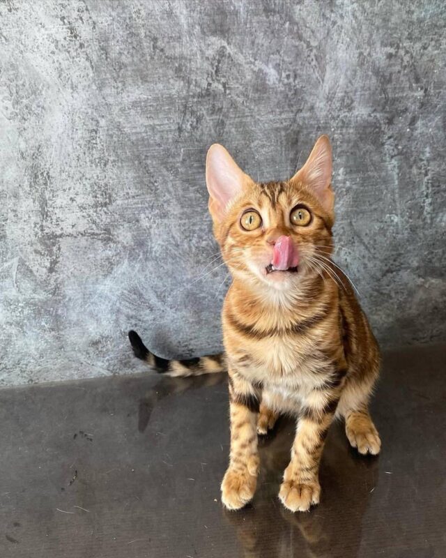 Atlas Purebred Bengal Male Kitten