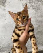 Golden Atlas Bengal Male Purebred