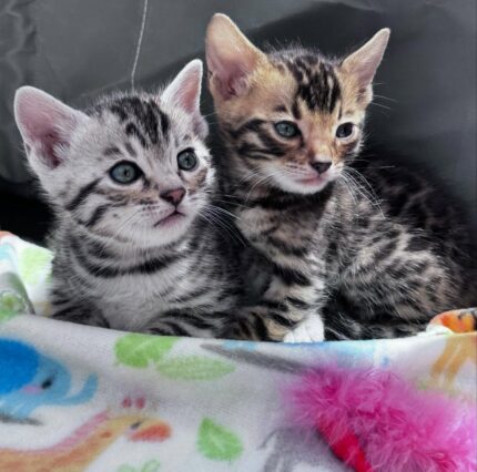 Leo & Kai purebred Bengal male kitten