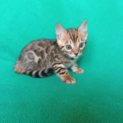 Purebred Bengal Female Kitten