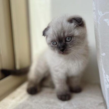 Simba Scottish Fold Shorthair Male