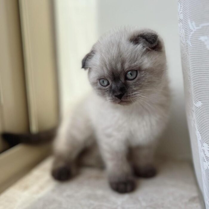 Simba Scottish Fold Shorthair Male