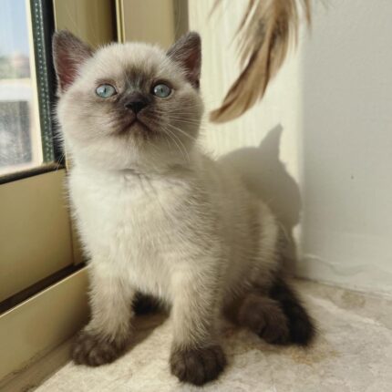 Luna Scottish Fold shorthair female kitten