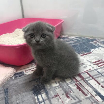 Nala Scottish Fold shorthair female kitten
