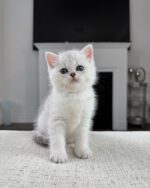 Scottish Fold Shorthair Male Kitten