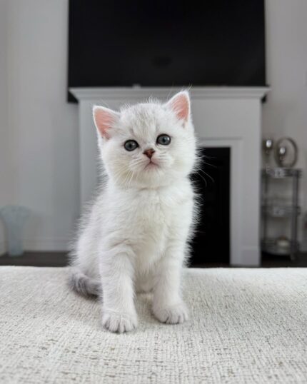 Scottish Fold Shorthair Male Kitten