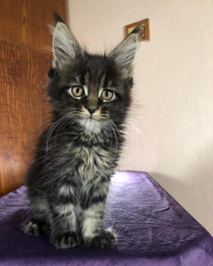 Maple Maine Coon Female Kitten