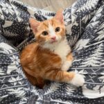 Thor Maine Coon Male Kitten