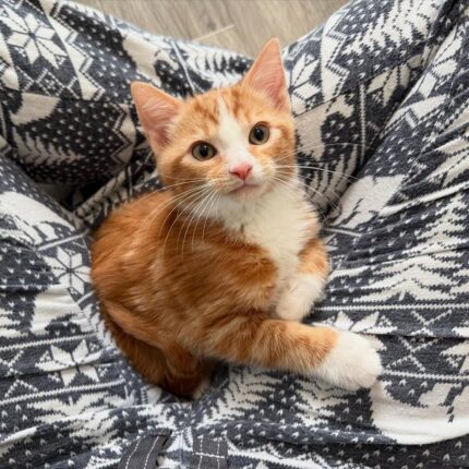 Thor Maine Coon Male Kitten