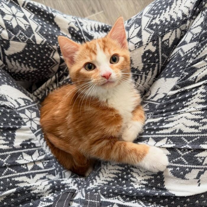 Thor Maine Coon Male Kitten