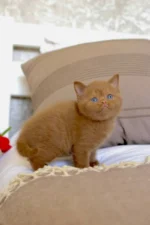 Daniella British Shorthair Female Kitten