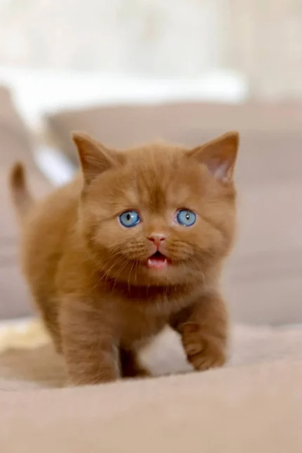 Daniella British Shorthair Female Kitten