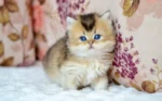 NiNi British Shorthair Female Kitten