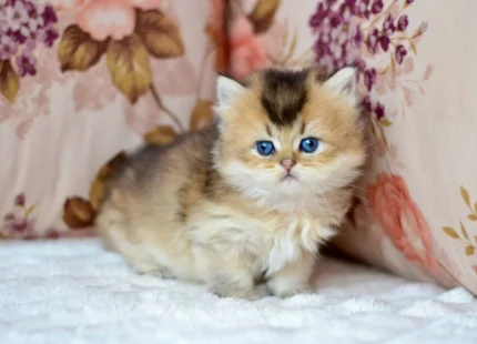 NiNi British Shorthair Female Kitten