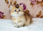 NiNi British Shorthair Female Kitten