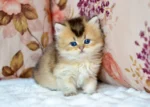 NiNi British Shorthair Female Kitten