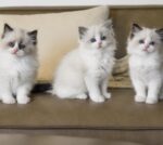 BeBe Scottish Fold kitten