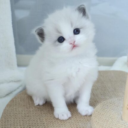 Leo Scottish Fold kitten
