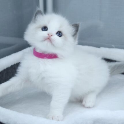 Scottish Fold kitten for sale near me