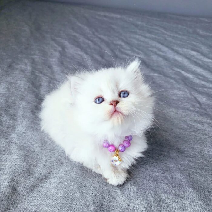 BeBe Scottish Fold kitten