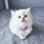 BeBe Scottish Fold kitten