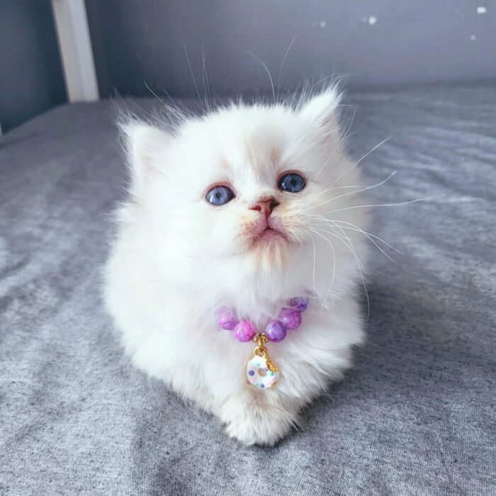 BeBe Scottish Fold kitten