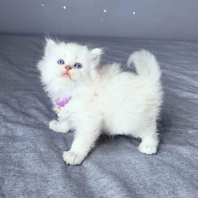 BeBe Scottish Fold kitten