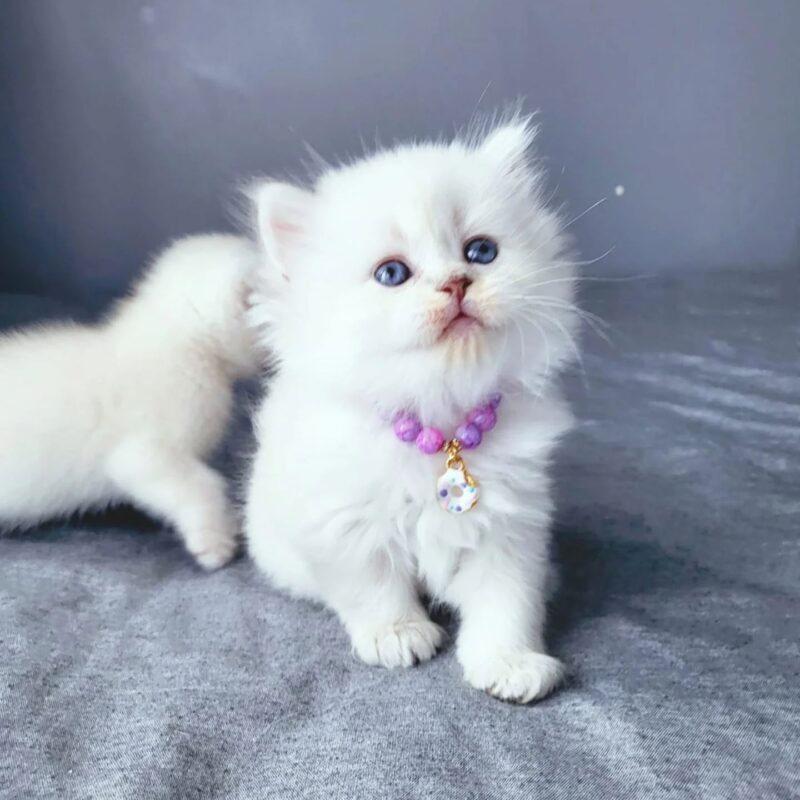 BeBe Scottish Fold kitten