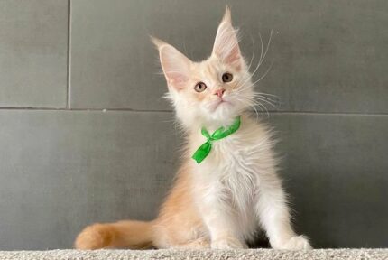 Brussel Male Maine Coon Kitten