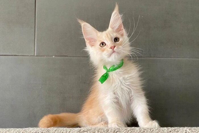Brussel Male Maine Coon Kitten