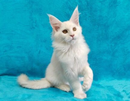 Angel Female Maine Coon Kitten