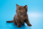 Daniella British Shorthair Female Kitten