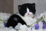 Ben British Shorthair Male Kitten
