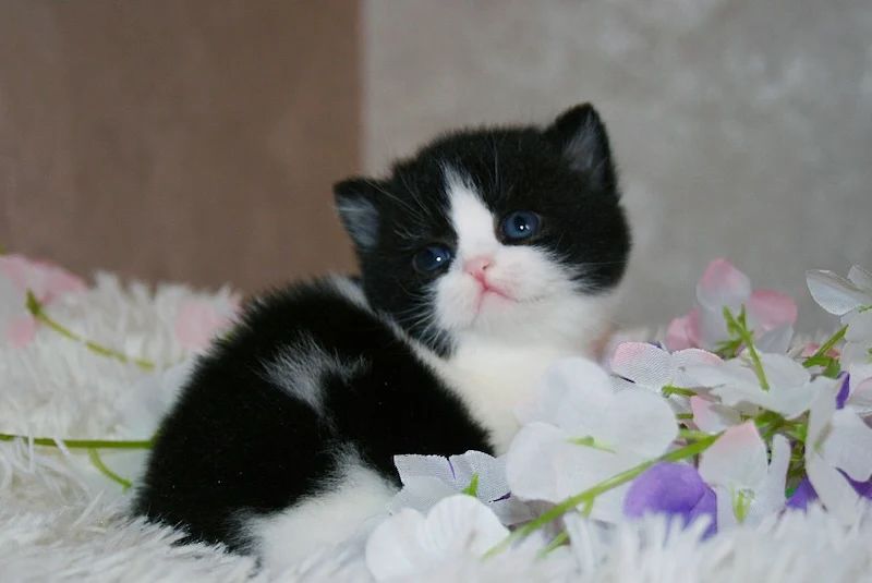 Ben British Shorthair Male Kitten