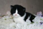 Ben British Shorthair Male Kitten
