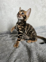 Teddy Purebred Bengal Male Kitten